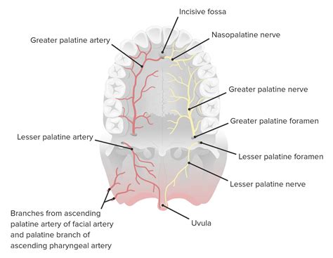 Palatine Nerve