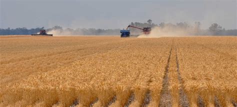 Morvenvale | Wheat harvest