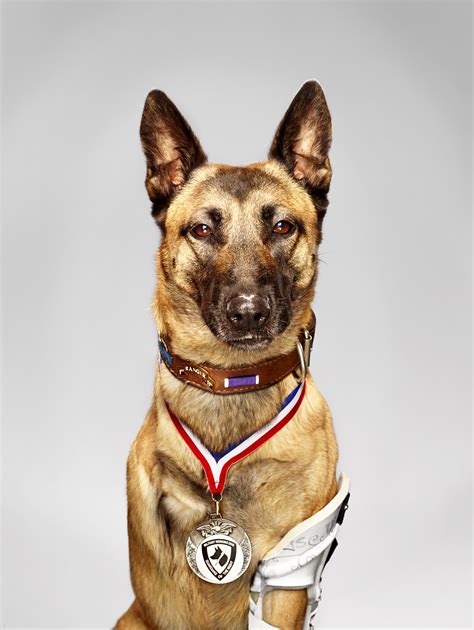 Meet 2016 Military Hero Dog "Layka"! - American Humane - American Humane