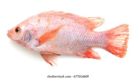 261 Oreochromis aureus Images, Stock Photos & Vectors | Shutterstock