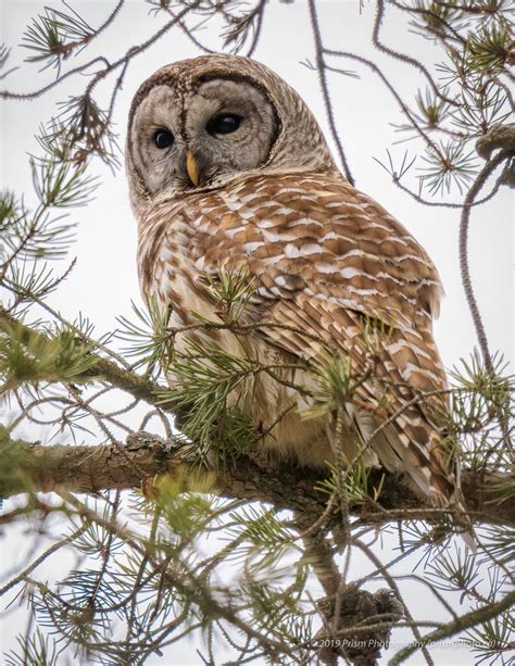 Barred Owl Hunting - A barred owl in position hunting for voles ...