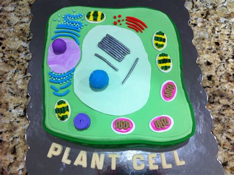 Plant Cell Cake | Plant cell model, Cell model, Plant cell project