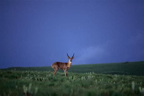 Wildlife in Malawi - Lonely Planet Travel Information