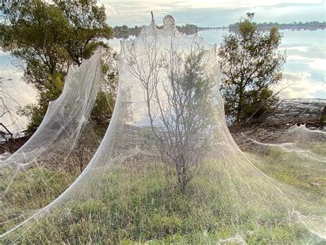 Spiders in Australia have covered the countryside in webs, and people can't decide if it's ...