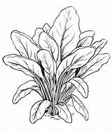 Spinach Coloring sketch template