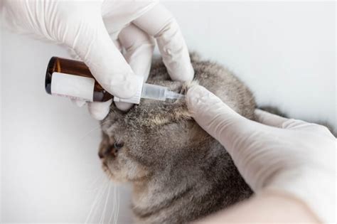 Cat Ear Infection: Causes, Symptoms, And Treatment - Cats.com