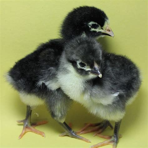 Chicken Breed Focus - Jersey Giant | Page 9 | BackYard Chickens - Learn How to Raise Chickens