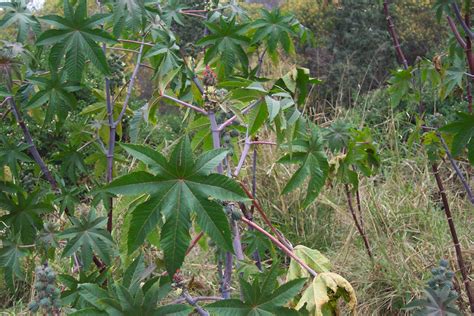 Castor Oil Plant