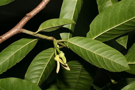 Annona (Annonaceae) image 194634 at PhytoImages.siu.edu