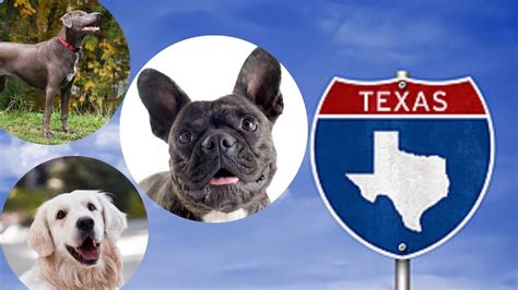 These Pups Aren't Texan, But They're Our Favorites