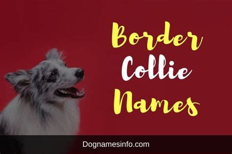 Top 500+ Border Collie Dog Names and Meanings 2023