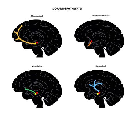 Brain Reward System