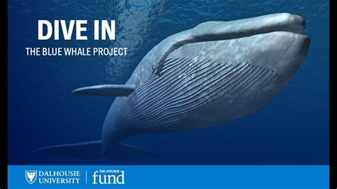 Dive In: The Blue Whale Project - YouTube