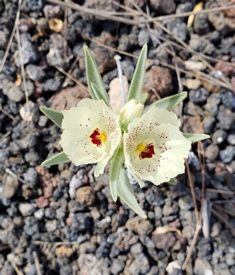 Ghost Flowers in the Sonoran Desert - Observation of the Week, 3/8/2019 · iNaturalist