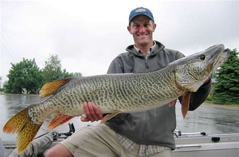 Releasing tiger muskies