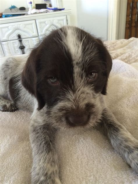 Meet Duke, German Wirehaired Pointer puppy : pics