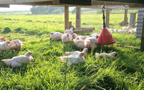 Why choose free range pasture-raised chicken? - Farm2Fork