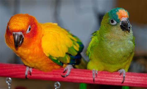 Conures are intelligent, playful and comical birds that make wonderful pets. There are many ...