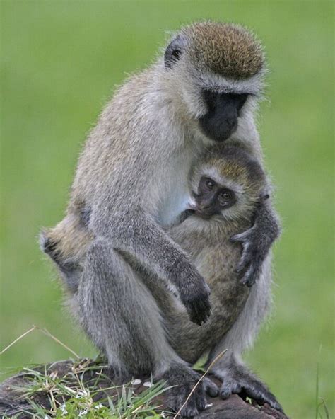 Vervet Monkey | Animals Wiki | Fandom