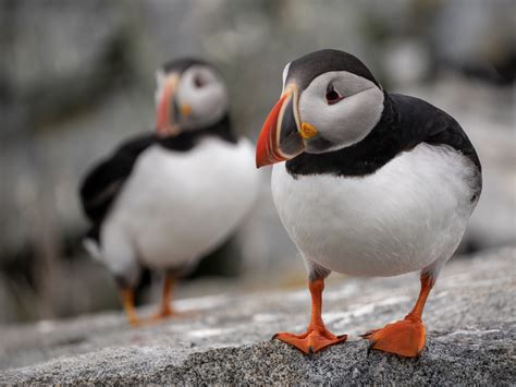 Maine Bold Coast Puffin Tour on Machias Seal Island