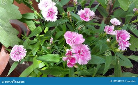 The Beautiful Clove Flower in Garden Stock Photo - Image of botany, herbal: 135941522