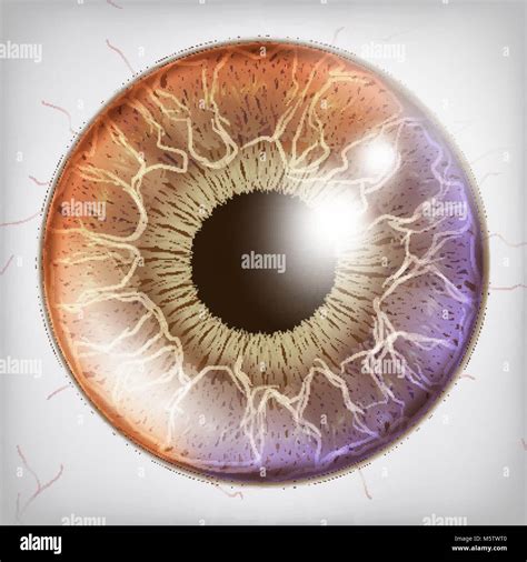 Eye Anatomy Illustration High Resolution Stock Photography and Images ...