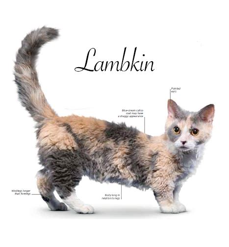 Lambkin | Cat breeds, Cats, Cat breeds siamese