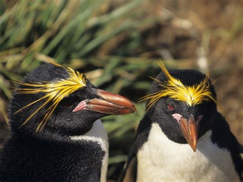 Macaroni Penguin Facts - Macaroni Penguin Habitat & Diet