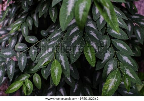 Katuk Tree Sauropus Androgynus Benefits Katuk Stock Photo 1950182362 ...