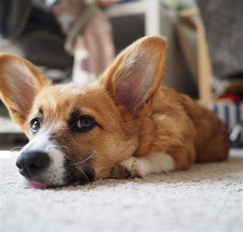 Corgi Backpack Carriers: What You Need To Know - Corgi Planet