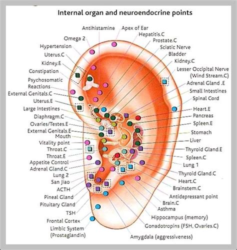 Human body inside organs - Graph Diagram