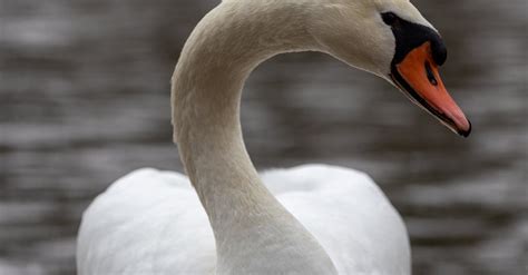 White Swan on a Lake · Free Stock Photo