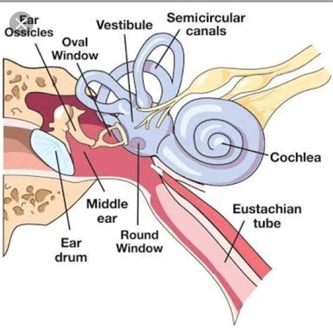 What is function of round window and oval window in ears? - Brainly.in