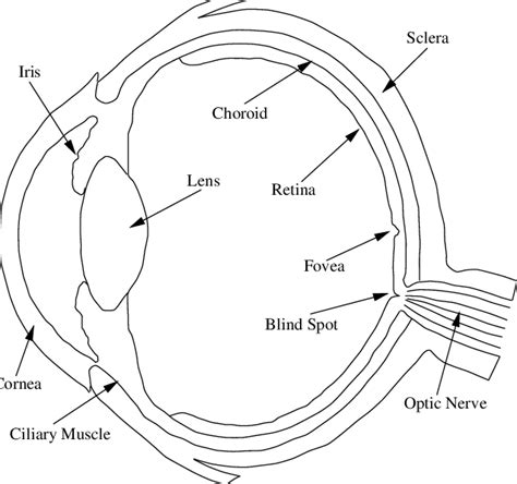 Cross Section Of Eye Labeled