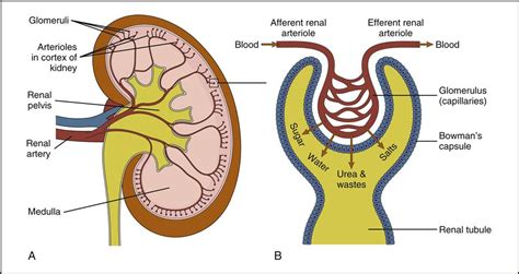 3. Urinalysis | Nurse Key