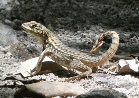 Why Do Curly Tail Lizard Population Boom In Florida