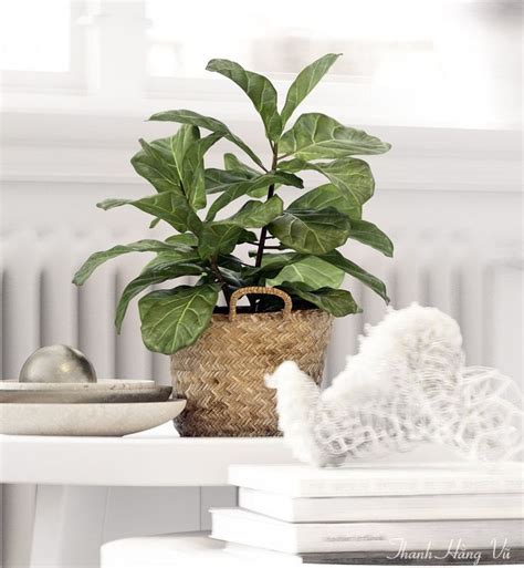 Style Scandinavian | Scandinavian, Style, Plants