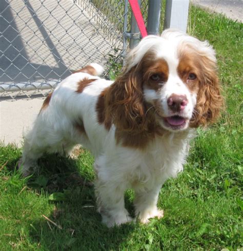 Meet Toby - to Cortland County SPCA, a Petfinder adoptable Cocker ...