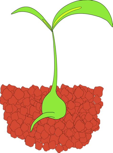 Seed Germination Clip Art