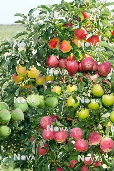 Malus domestica with 6 varieties