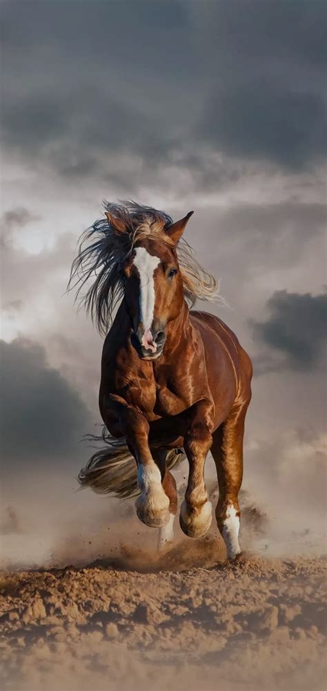 Running Horse Wallpaper Hd