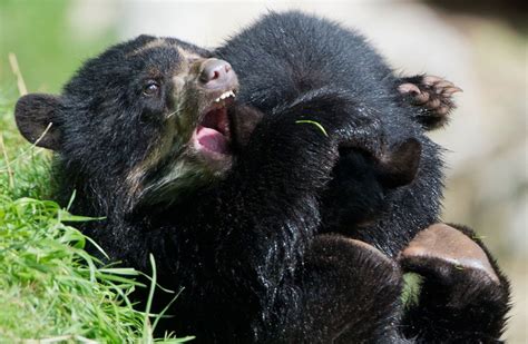 Two spectacled bear cubs play at the zoo in Frankfurt am Main, Germany ...