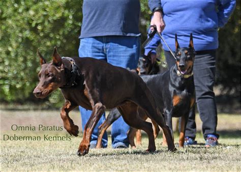 Doberman Pinscher Puppies For Sale