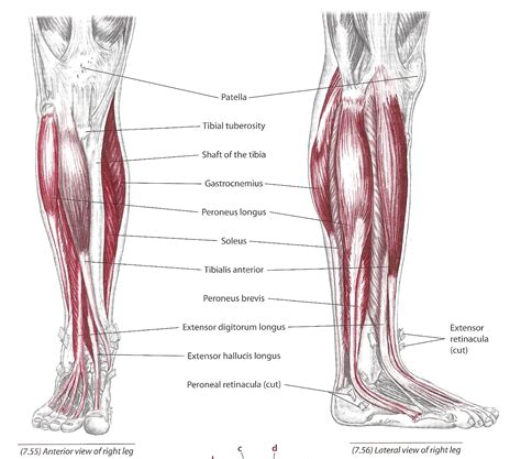 The Tibialis Anterior Muscle - CoreWalking