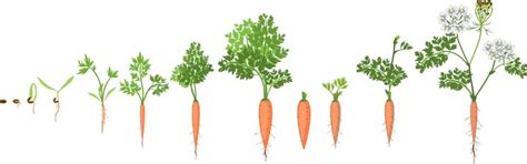 Search photos "wild carrot plant"