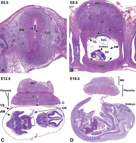 Mouse Uterus Histology