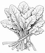 Free Printable Vegetables Coloring Pages List sketch template
