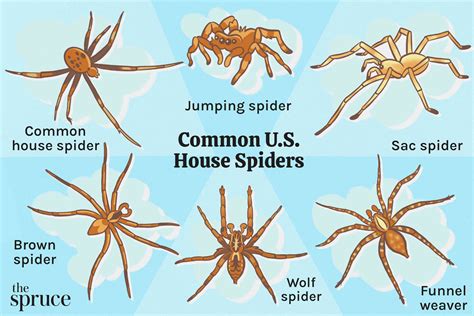 11 Most Common House Spiders: Identification and More