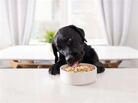 8 Best Fresh Food Delivery Services For Dogs · The Wildest