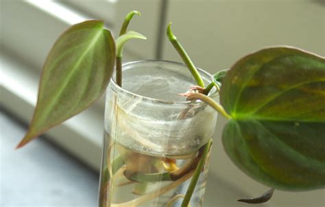 Philodendron propagation | In water, soil & more - Houseplant Central